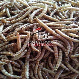 黃粉蟲(chóng)微波膨化設(shè)備